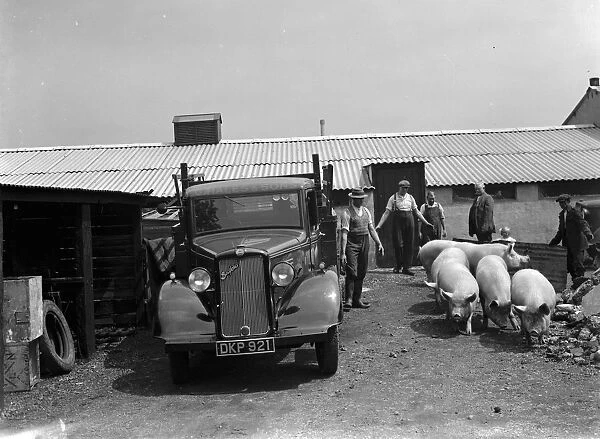 Pigs being herded onto the back of a G Hales and Sons contractor lorry at Hales Pig
