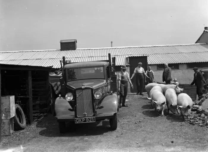 Framed Print : Pigs being herded onto the back of a G Hales and Sons contractor lorry at Hales Pig