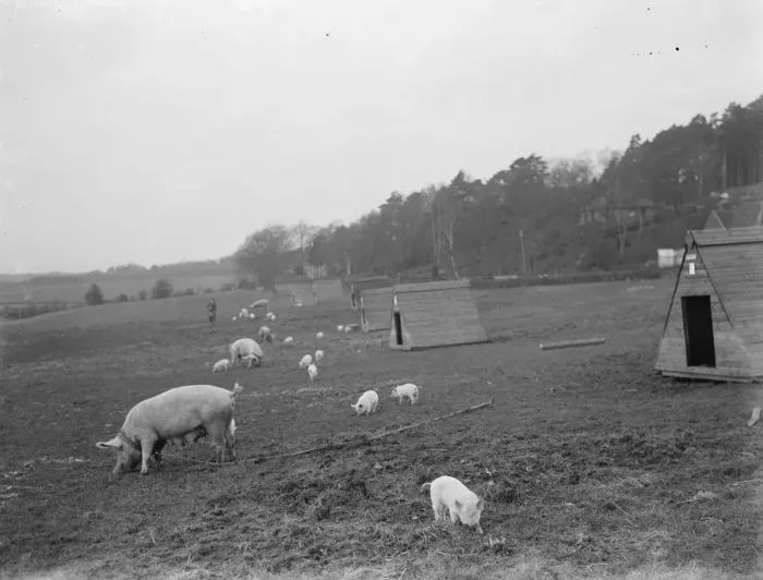 Framed Print : Pigs at Homewoods Farm in Seal, Kent. 1937 Framed Print : Pigs at Homewoods Farm in Seal, Kent. 1937