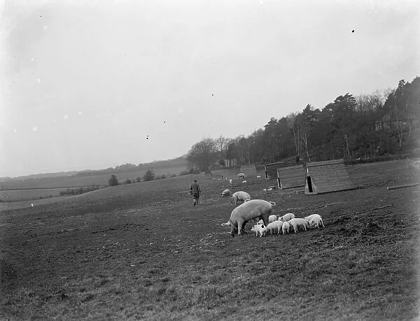 Pigs at Homewoods Farm in Seal, Kent. 1937
