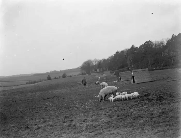 Framed Print : Pigs at Homewoods Farm in Seal, Kent. 1937 Framed Print : Pigs at Homewoods Farm in Seal, Kent. 1937