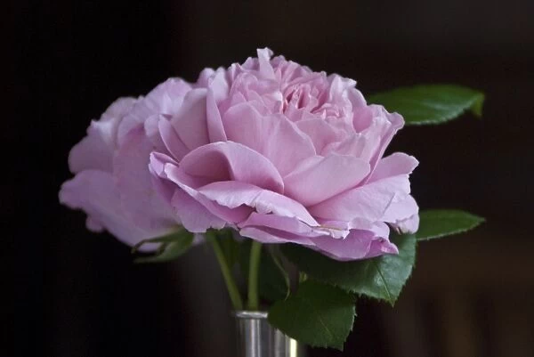 Pink garden rose against dark background indoors in silver vase credit: Marie-Louise