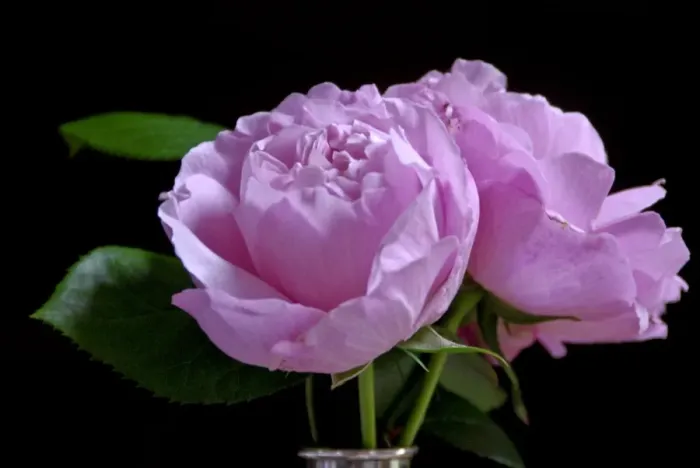 Framed Print : Pink garden rose against dark background indoors in silver vase credit: Marie-Louise Framed Print : Pink garden rose against dark background indoors in silver vase credit: Marie-Louise