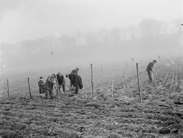 Framed Print : Planting mulberry trees for silkworms. 1936 Framed Print : Planting mulberry trees for silkworms. 1936