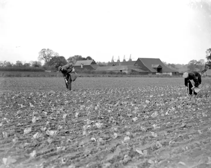Framed Print : Planting winter lettuce in a field. November 1934 Framed Print : Planting winter lettuce in a field. November 1934