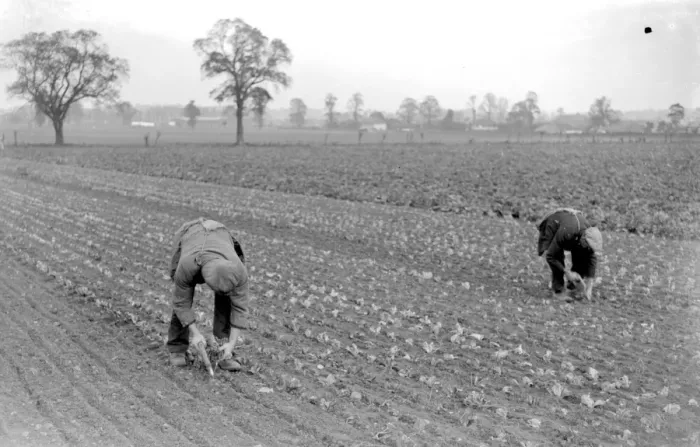 Framed Print : Planting winter lettuce in a field. November 1934 Framed Print : Planting winter lettuce in a field. November 1934