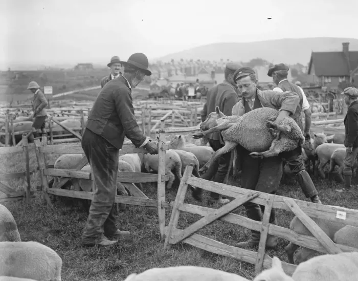 Framed Print : Plenty of Mutton. 10, 500 sheep were offered for sale at Lewes, Sussex, when Framed Print : Plenty of Mutton. 10, 500 sheep were offered for sale at Lewes, Sussex, when