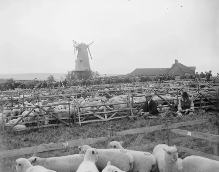 Framed Print : Plenty of Mutton. 10, 500 sheep were offered for sale at Lewes, Sussex, when Framed Print : Plenty of Mutton. 10, 500 sheep were offered for sale at Lewes, Sussex, when