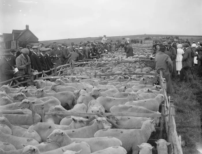 Framed Print : Plenty of Mutton. 10, 500 sheep were offered for sale at Lewes, Sussex, when Framed Print : Plenty of Mutton. 10, 500 sheep were offered for sale at Lewes, Sussex, when