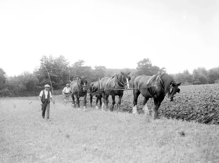 Framed Print : Ploughing in 1937 Framed Print : Ploughing in 1937