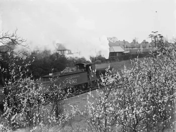 Framed Print : Plum blossom growing by a railway line. 1937