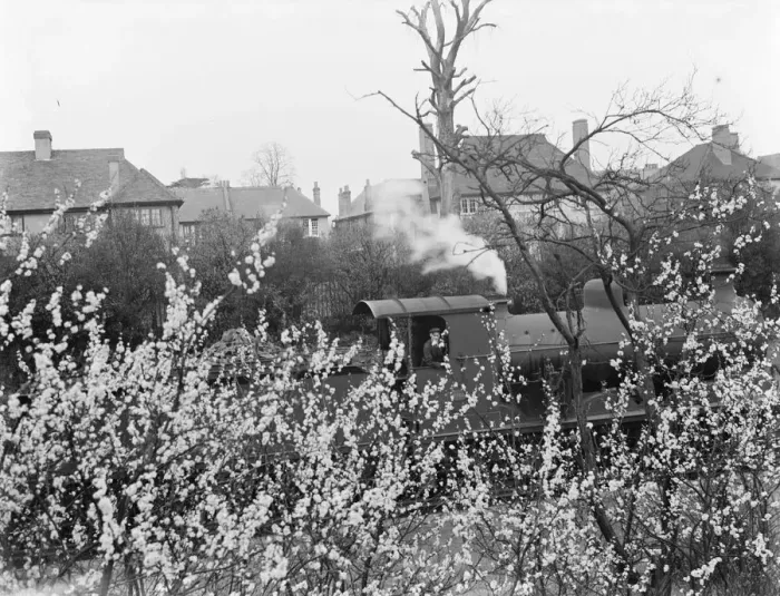 Framed Print : Plum blossom growing by a railway line. 1937