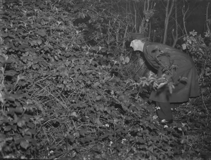 Framed Print : Police search the undergrowth for the lost child in Northcray, Kent Framed Print : Police search the undergrowth for the lost child in Northcray, Kent