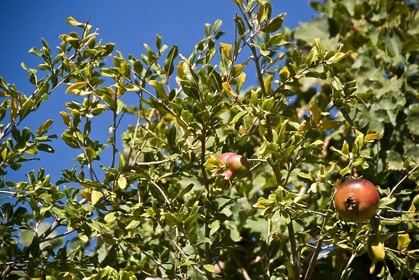 Pomegranates growing in trees in southern Cyprus, against bright blue sky credit