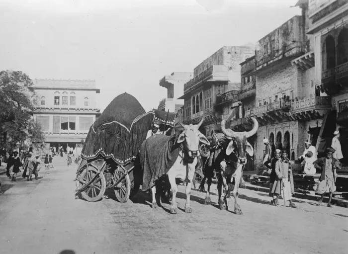 Framed Print : Poor substitute for the touring car. A picturesque bullock ekka, photographed Framed Print : Poor substitute for the touring car. A picturesque bullock ekka, photographed