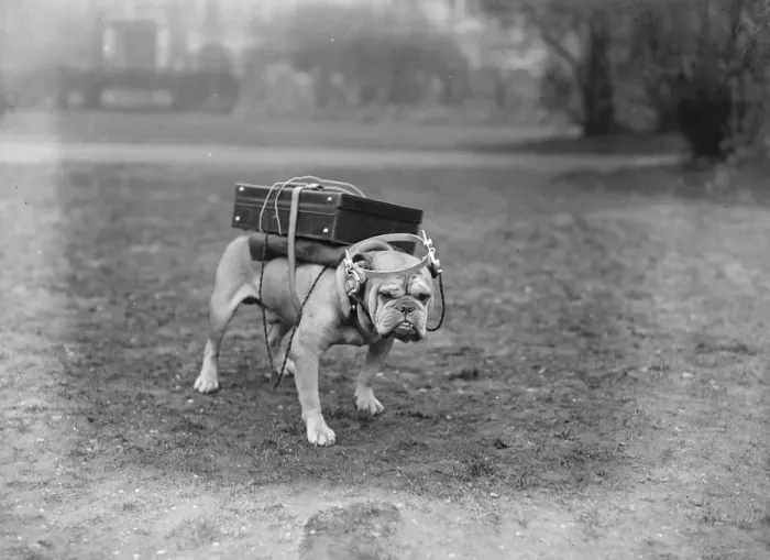 Framed Print : A very portable wireless This typical bull dog is quite contented with his equipment Framed Print : A very portable wireless This typical bull dog is quite contented with his equipment