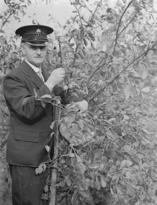 Framed Print : Postman Mr A Cooling up a tree, in Chislehurst, Kent picking pulms Framed Print : Postman Mr A Cooling up a tree, in Chislehurst, Kent picking pulms