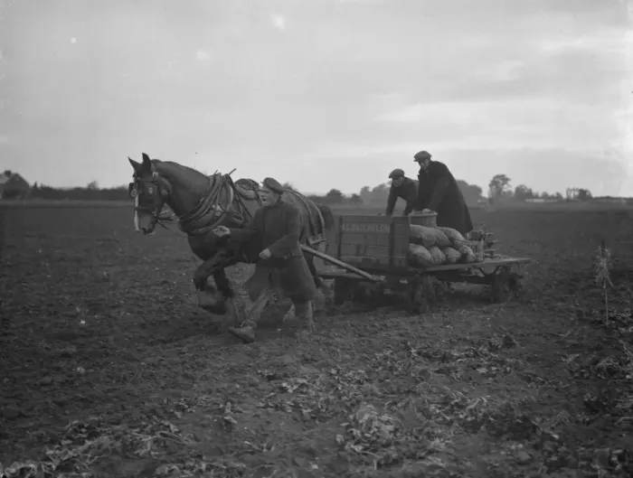 Framed Print : Potato demonstration, Cottons farm. Taking the sack of potatoes away. 6 July 1936