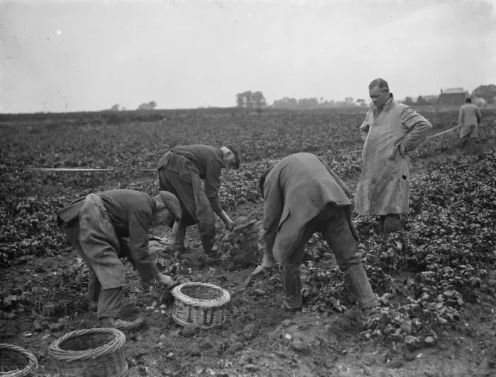 Framed Print : Potato demonstration Mr A G Batchelors, Cottons farm. 6 July 1936