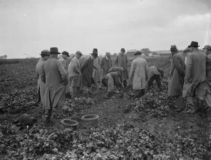 Framed Print : Potato demonstration Mr A G Batchelors, Cottons farm. 6 July 1936