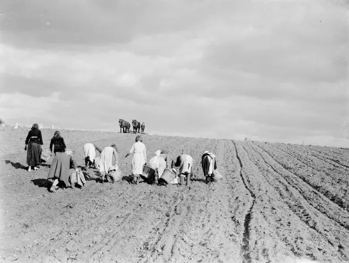 Framed Print : Potato pickers in St Mary Cray, Kent. 1938 Framed Print : Potato pickers in St Mary Cray, Kent. 1938