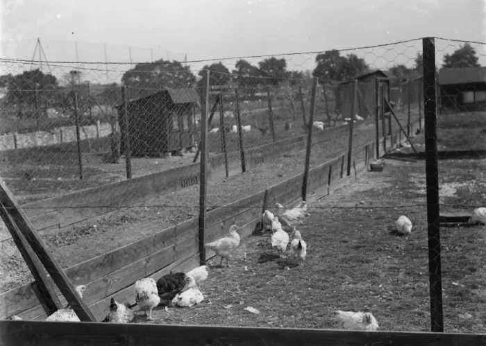 Framed Print : Poultry run. 1935 Framed Print : Poultry run. 1935