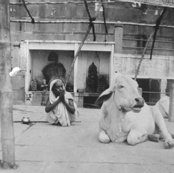 Framed Print : Praying to a holy cow. A curious snapshot from Benares in India, showing a Hindu Framed Print : Praying to a holy cow. A curious snapshot from Benares in India, showing a Hindu