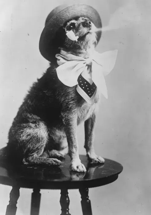 Framed Print : President Hardings dog. Pat, the American presidents pet, enjoying a quiet smoke Framed Print : President Hardings dog. Pat, the American presidents pet, enjoying a quiet smoke