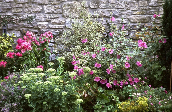 Pretty, colourful flower border against old stone wall. credit: Marie-Louise Avery
