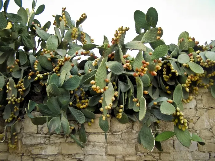 Framed Print : Prickly pear plant with profusion of fruit credit: Marie-Louise Avery  /  thePictureKitchen