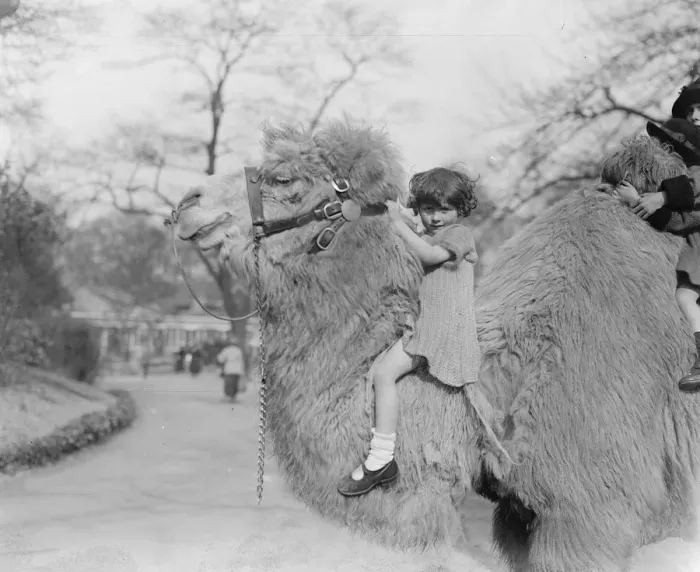 Framed Print : The pride of the zoo. Holding his head erect, the zoo camel shows his pride in Framed Print : The pride of the zoo. Holding his head erect, the zoo camel shows his pride in