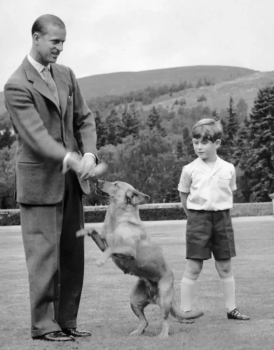 Framed Print : Prince Charles looks on as the Duke of Edinburghs dog Candy plays with his master Framed Print : Prince Charles looks on as the Duke of Edinburghs dog Candy plays with his master