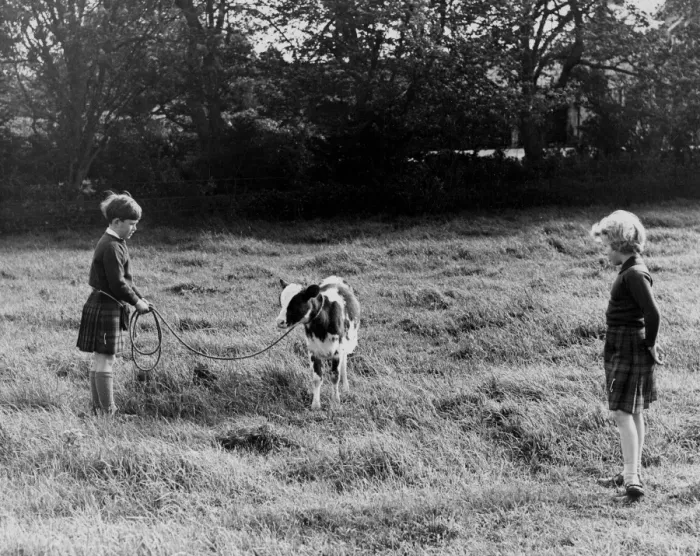 Framed Print : Prince Charles takes charge of an Ayrshire calf watched by Princess Anne, when Framed Print : Prince Charles takes charge of an Ayrshire calf watched by Princess Anne, when