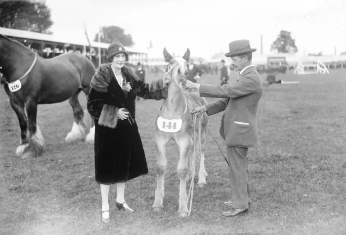 Framed Print : Prince of Wales at Leicester cattle show. The Duchess of Rutland with a foal. 11 Framed Print : Prince of Wales at Leicester cattle show. The Duchess of Rutland with a foal. 11