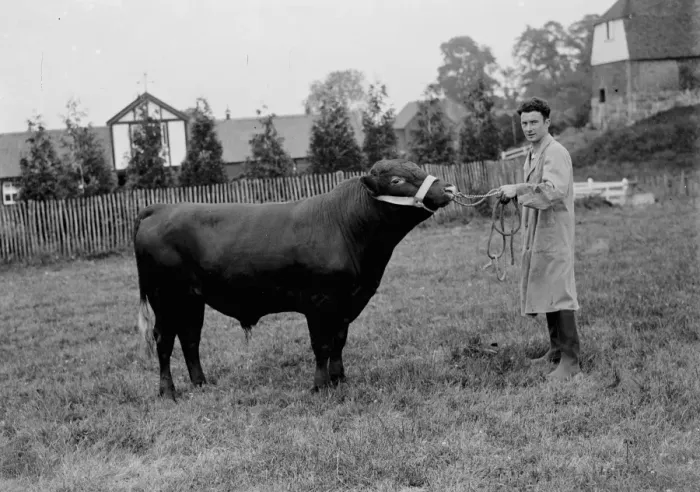 Framed Print : Prize bull. 1935 Framed Print : Prize bull. 1935