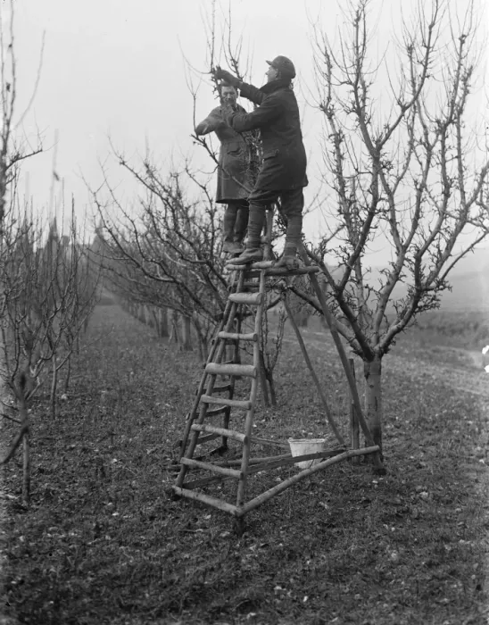 Framed Print : Pruning fruit trees. 1935