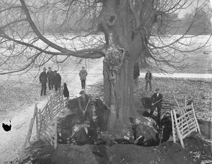 Framed Print : Pulling down 300 year old trees in Bushy Park, London, that had become dangerous Framed Print : Pulling down 300 year old trees in Bushy Park, London, that had become dangerous