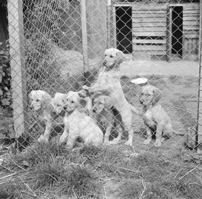 Framed Print : Puppies in their cage at the South Darenth Kennels in Kent. 1935 Framed Print : Puppies in their cage at the South Darenth Kennels in Kent. 1935