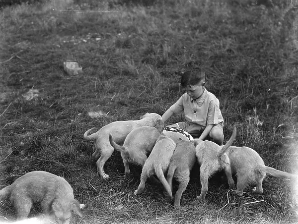 Puppies feeding at the South Darenth Kennels in Kent. 1935