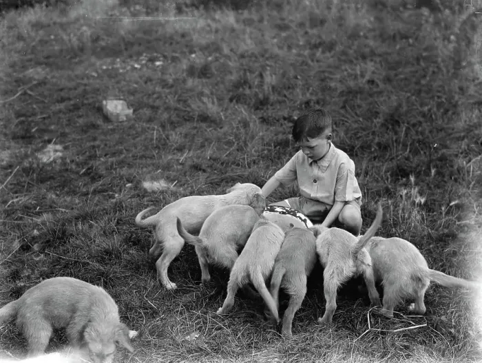 Framed Print : Puppies feeding at the South Darenth Kennels in Kent. 1935 Framed Print : Puppies feeding at the South Darenth Kennels in Kent. 1935