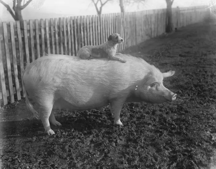 Framed Print : A quaint friendship. Terrier rides on a pig. A terrier and a huge sow, belonging Framed Print : A quaint friendship. Terrier rides on a pig. A terrier and a huge sow, belonging