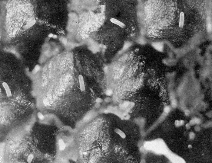 Framed Print : The Queens Eggs : Legs as pollen carriers : the making of combs : Bees Framed Print : The Queens Eggs : Legs as pollen carriers : the making of combs : Bees