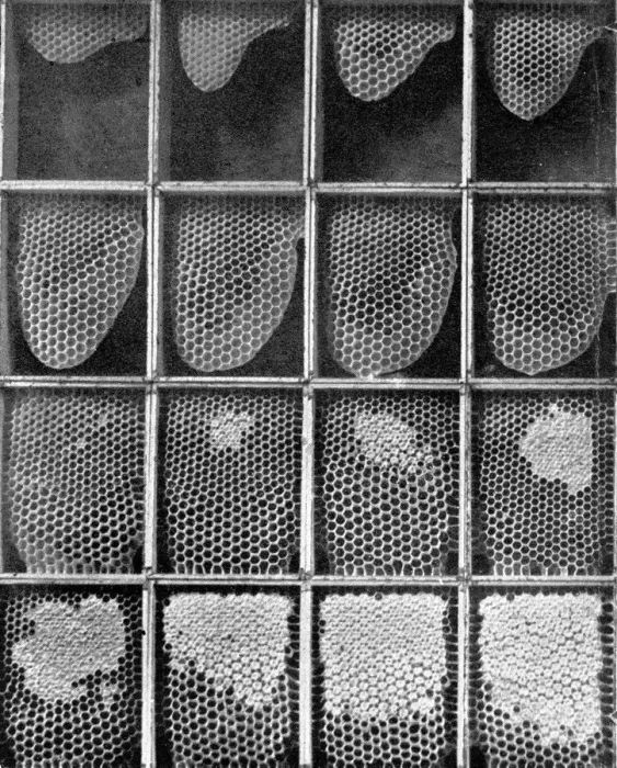 Framed Print : The Queens Eggs : Legs as pollen carriers : the making of combs : Bees Framed Print : The Queens Eggs : Legs as pollen carriers : the making of combs : Bees