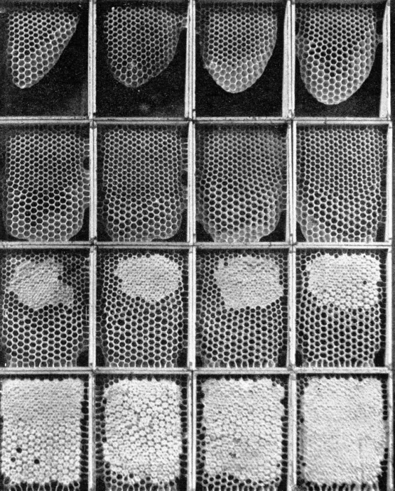 Framed Print : The Queens Eggs : Legs as pollen carriers : the making of combs : Bees Framed Print : The Queens Eggs : Legs as pollen carriers : the making of combs : Bees