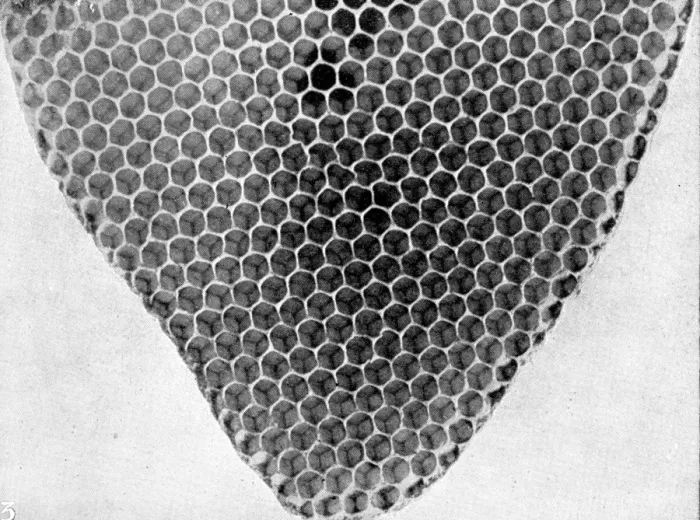 Framed Print : The Queens Eggs : Legs as pollen carriers : the making of combs : Bees Framed Print : The Queens Eggs : Legs as pollen carriers : the making of combs : Bees