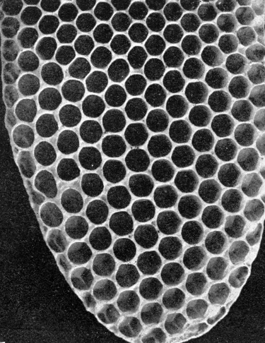 Framed Print : The Queens Eggs : Legs as pollen carriers : the making of combs : Bees Framed Print : The Queens Eggs : Legs as pollen carriers : the making of combs : Bees