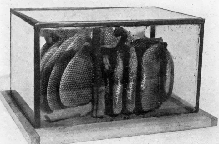 Framed Print : The Queens Eggs : Legs as pollen carriers : the making of combs : Bees Framed Print : The Queens Eggs : Legs as pollen carriers : the making of combs : Bees