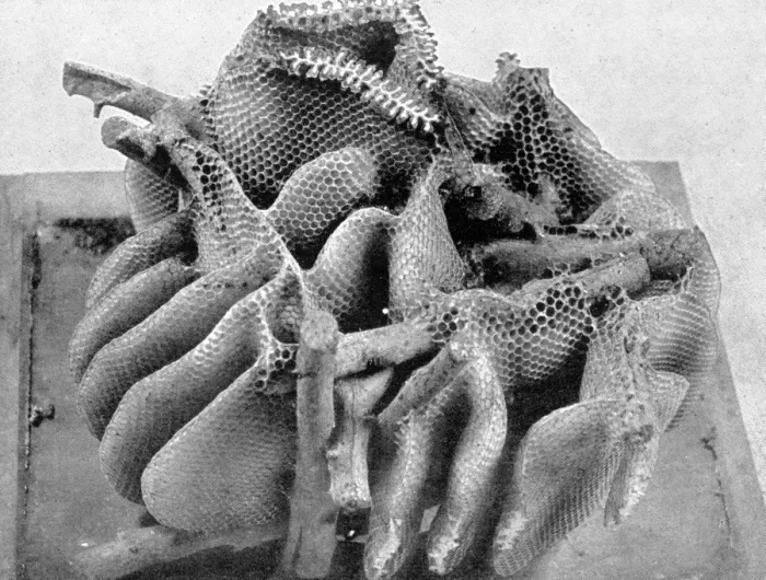 Framed Print : The Queens Eggs : Legs as pollen carriers : the making of combs : Bees Framed Print : The Queens Eggs : Legs as pollen carriers : the making of combs : Bees