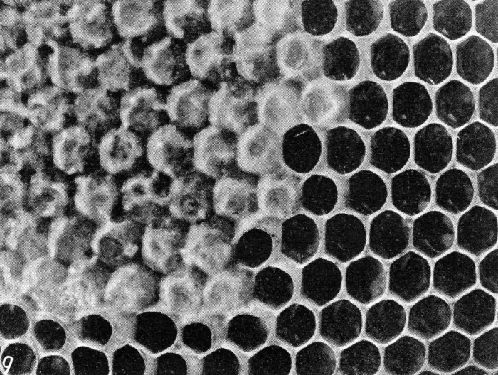 Framed Print : The Queens Eggs : Legs as pollen carriers : the making of combs : Bees Framed Print : The Queens Eggs : Legs as pollen carriers : the making of combs : Bees