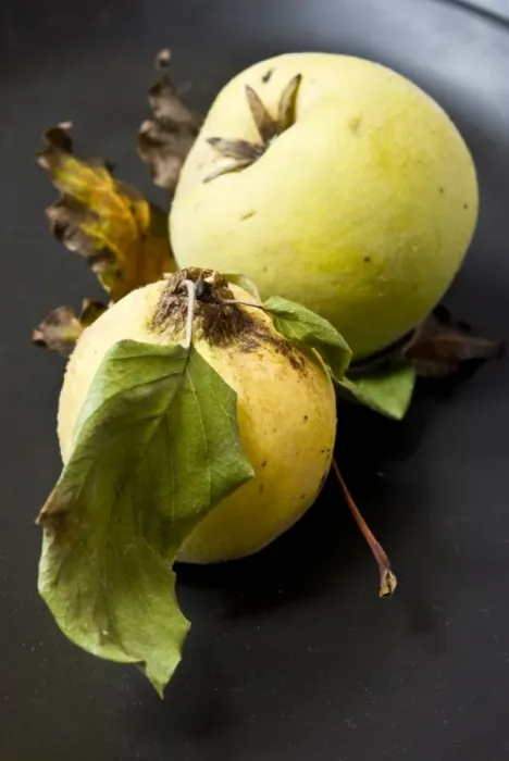 Framed Print : Two quinces on black plate. credit: Marie-Louise Avery / thePictureKitchen / TopFoto Framed Print : Two quinces on black plate. credit: Marie-Louise Avery / thePictureKitchen / TopFoto